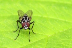 flower-fly_09May22