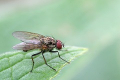 flower-fly_12May26