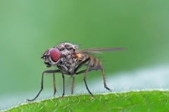 flower-fly_13May26