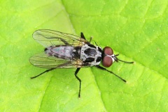 flower-fly_15May22