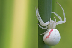 flower-spider_01Jun26