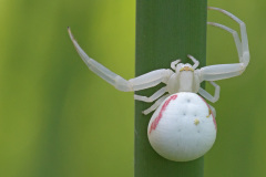 flower-spider_02Jun26