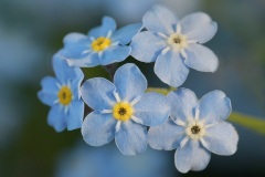 forget-me-not_03May25