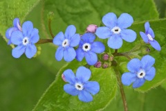 forget-me-not_21Apr24