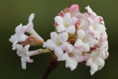 fragrant-viburnum_07Feb22