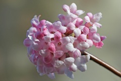 fragrant-viburnum_21Jan26