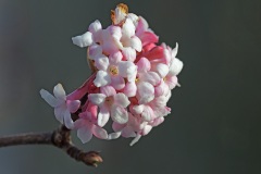 fragrant-viburnum_22Jan26