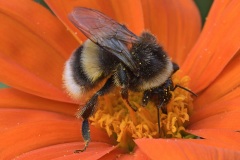 garden-bumblebee_08Sep23