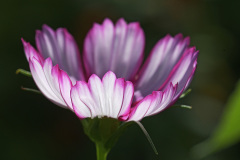 garden-cosmos_09Sep26