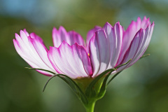 garden-cosmos_12Sep26