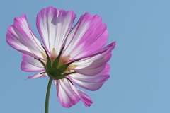 garden-cosmos_15Aug25
