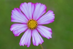 garden-cosmos_15Sep23