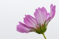 garden-cosmos_16Sep23