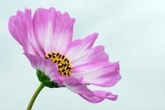 garden-cosmos_17Sep23