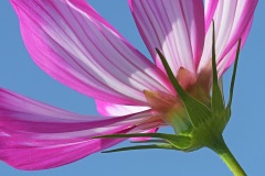 garden-cosmos_19Aug25
