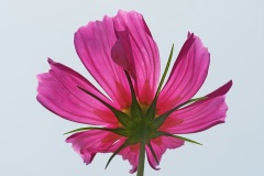 garden-cosmos_20Aug25