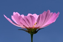 garden-cosmos_24Aug22
