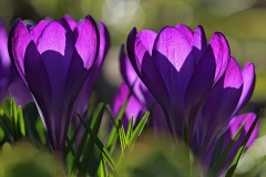garden-crocus_04Mar22