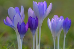 garden-crocus_25Feb22