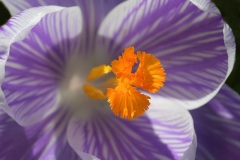 garden-crocus_26Feb22