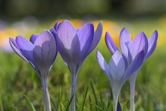 garden-crocus_28Feb22