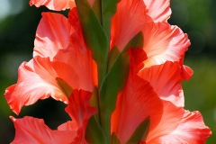 garden-gladiolus_24Jul15