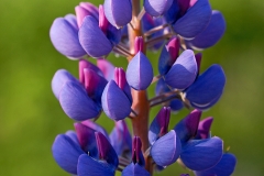 garden-lupine_16Jun13