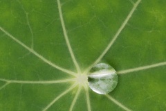 garden-nasturtium_18Sep22-