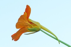 garden-nasturtium_20Jun22