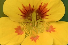 garden-nasturtium_21Jun22