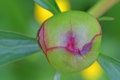 garden-peony_07May26