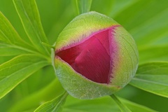 garden-peony_26Apr24