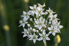 garlic-chives_04Sep23