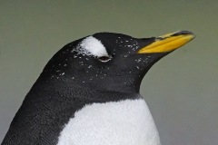 gentoo-penguin_12Jan24