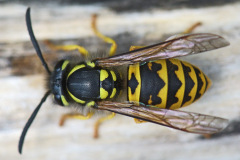 german-wasp_10Aug26