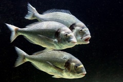 gilthead-seabream_02Sep22