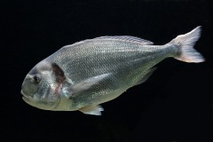 gilthead-seabream_03Sep22