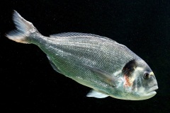 gilthead-seabream_04Sep22