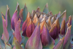 globe-artichoke_06Aug26