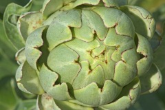 globe-artichoke_07Aug25