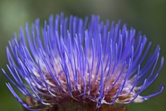globe-artichoke_08Aug25