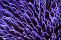 globe-artichoke_08Jul20