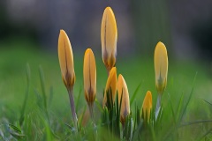 golden-crocus_15Feb24