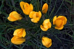 golden-crocus_19Feb23