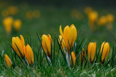 golden-crocus_20Feb23