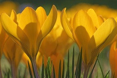 golden-crocus_24Feb22