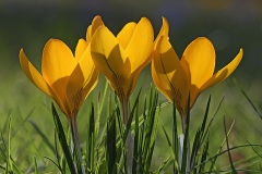 golden-crocus_27Feb22