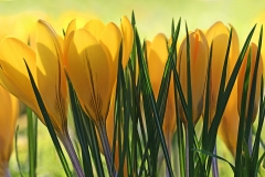 golden-crocuses_24Feb20