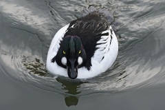 goldeneye_03Feb23