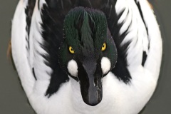 goldeneye_04Feb23